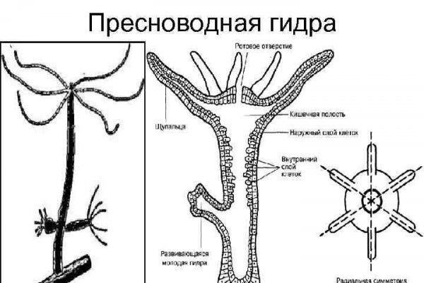 Гидра тор